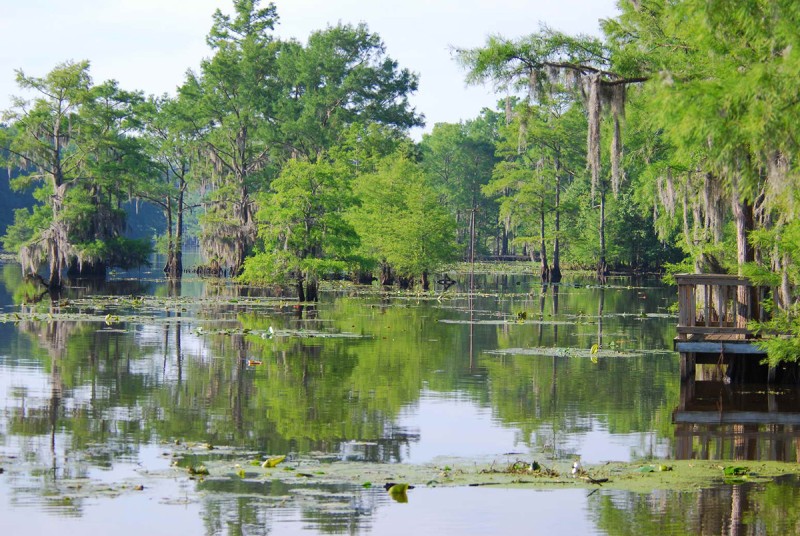 caddo-lake-bistenaeau-Larry-D-Hodge.jpg