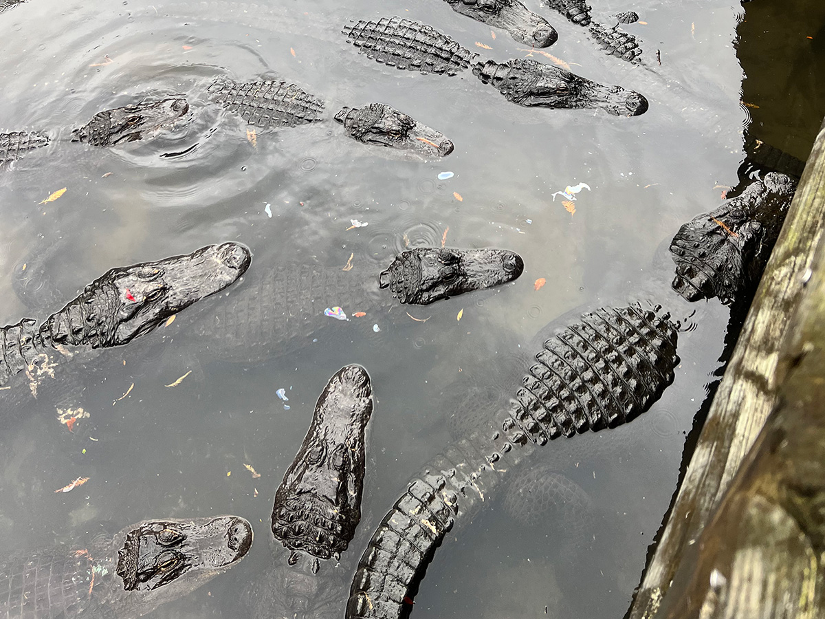 Florida alligator farm