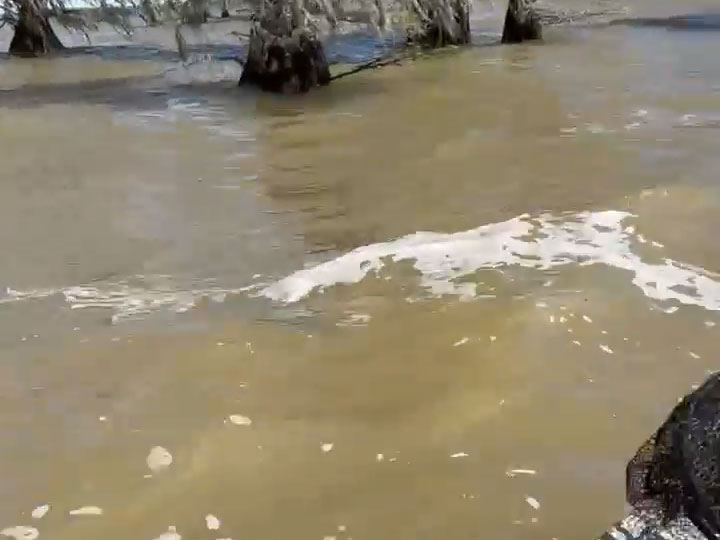 Heavy waves pushing through cypress trees